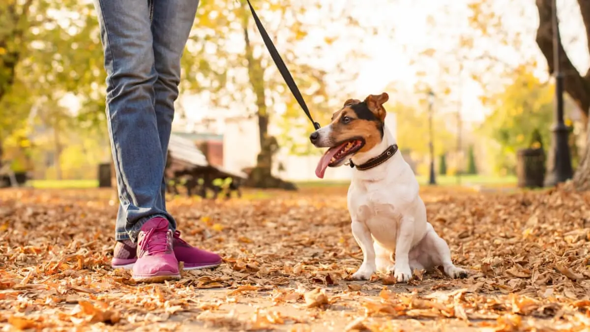 Det perfekta hundkopplet – En guide till trygghet för hund & hundägare illustration